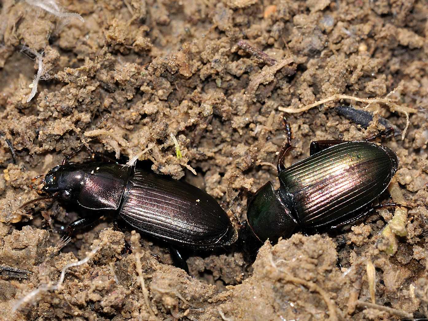 Harpalus distinguendus (corteggiamento?)